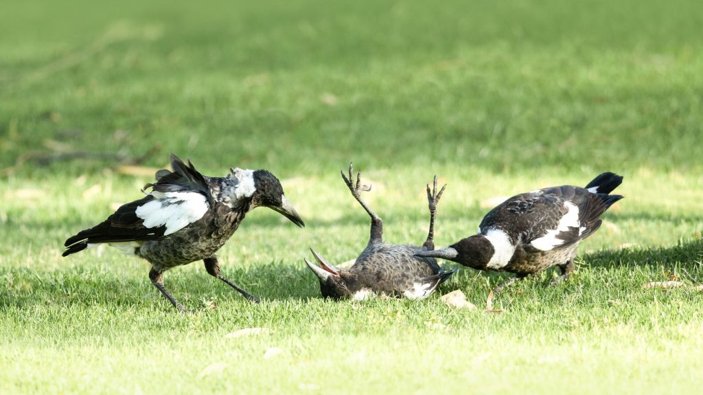 „Ptaki nas biją”: sroki współpracują, aby zapewnić naukowcom poślizg