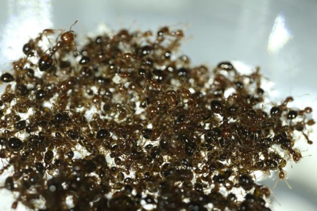 Wirująca tratwa mrówek ognistych w laboratorium biokinetycznym Davida Ho w Georgia Tech jest przykładem zbiorowego zachowania.