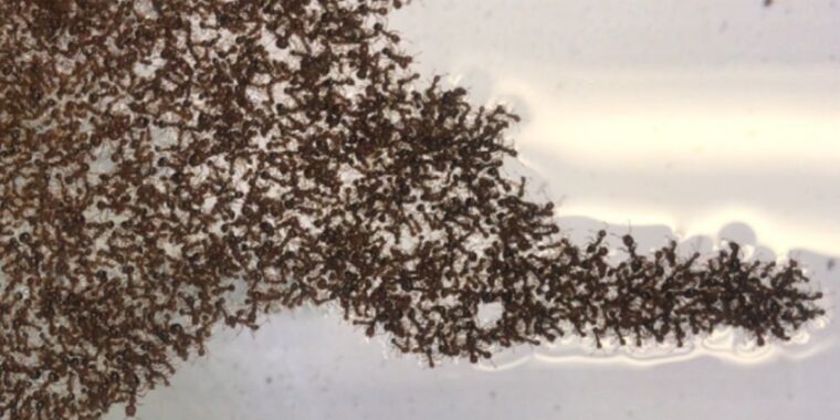Kilka prostych zasad określa, w jaki sposób pływające tratwy ognistych mrówek zmieniają kształt w czasie