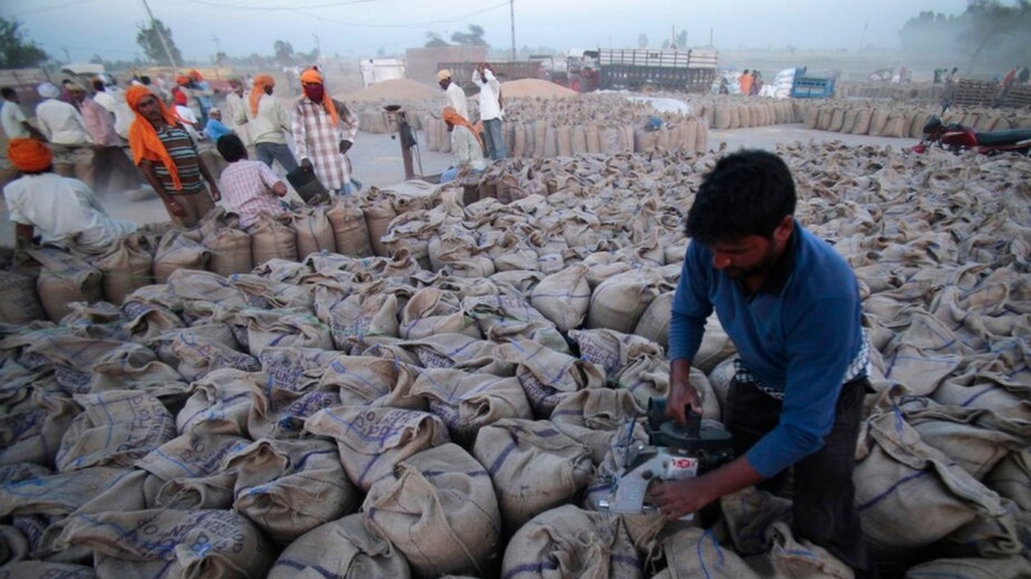 Pracownik zamyka worki pełne pszenicy w Indiach