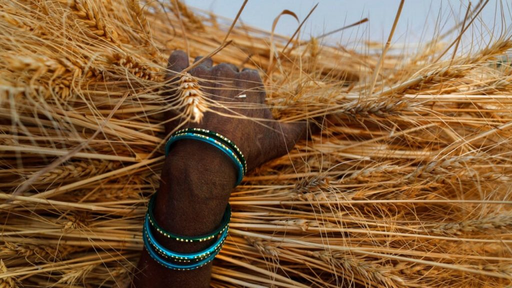 Indie, drugi co do wielkości producent pszenicy, zakazują eksportu z powodu obaw o dostawy żywności