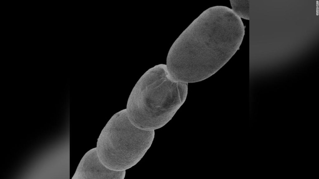 Odkryto największą na świecie bakterię wielkości ludzkiej rzęsy