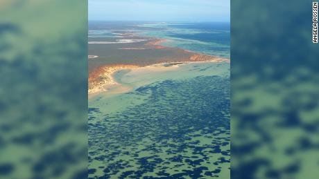 Zdjęcie lotnicze Shark Bay, w tym trawy morskiej, która pojawia się jako ciemne plamy na wodzie.