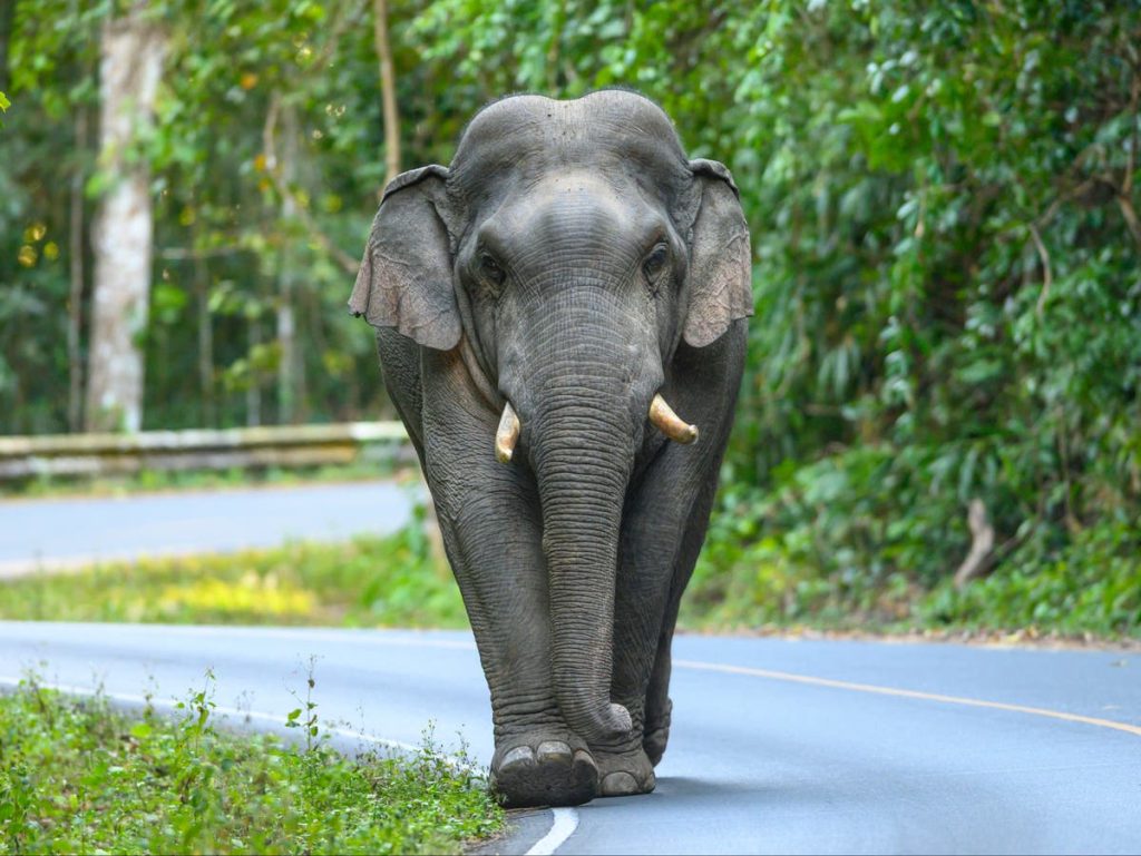 Słoń zabija starszą kobietę, po czym wraca, by podeptać jej ciało na pogrzebie w Indiach