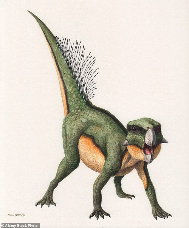 Twarz papugi: co to był dinozaur Tomos Psittacosaurus