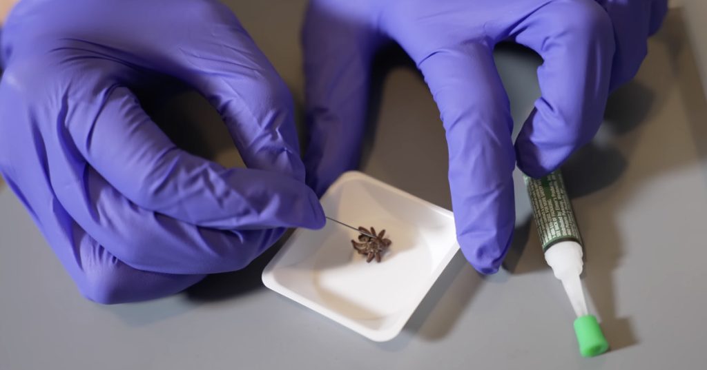 Naukowcy wskrzeszają martwe pająki jako roboty z pazurami