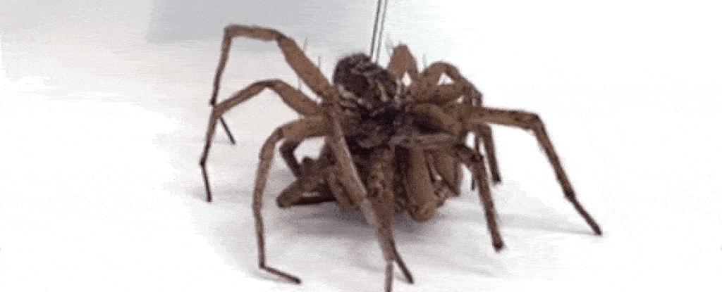 Naukowcy zamieniają martwe pająki w „roboty śmierci” i boimy się