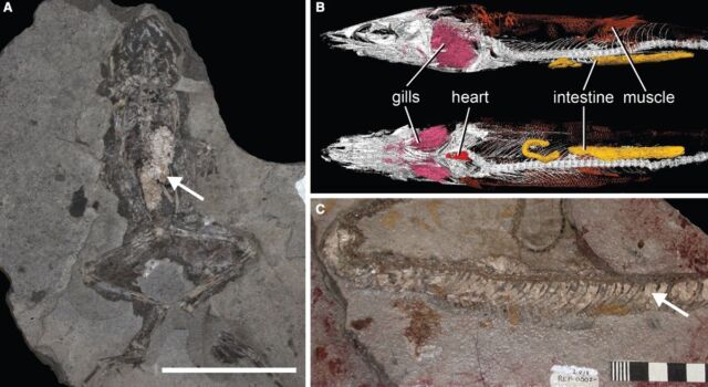 Przykłady fosforanowych tkanek miękkich w skamielinach: (a) Żabi żołądek z wakuolą fosforanową;  (b) Obraz tomografii mikrokomputerowej skamieniałości brazylijskiej ryby z wewnętrznymi narządami gardła;  (c) Wąż fosfatydylocholiny.