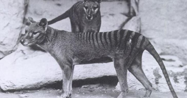 Extinction Corporation wyznacza swój następny (pierwszy?) cel: tygrysy tasmańskie