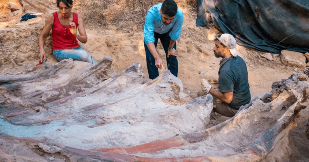 Szkielet dinozaura o długości 82 stóp został znaleziony na podwórku pewnego mężczyzny w Portugalii.  Może być największym w Europie.