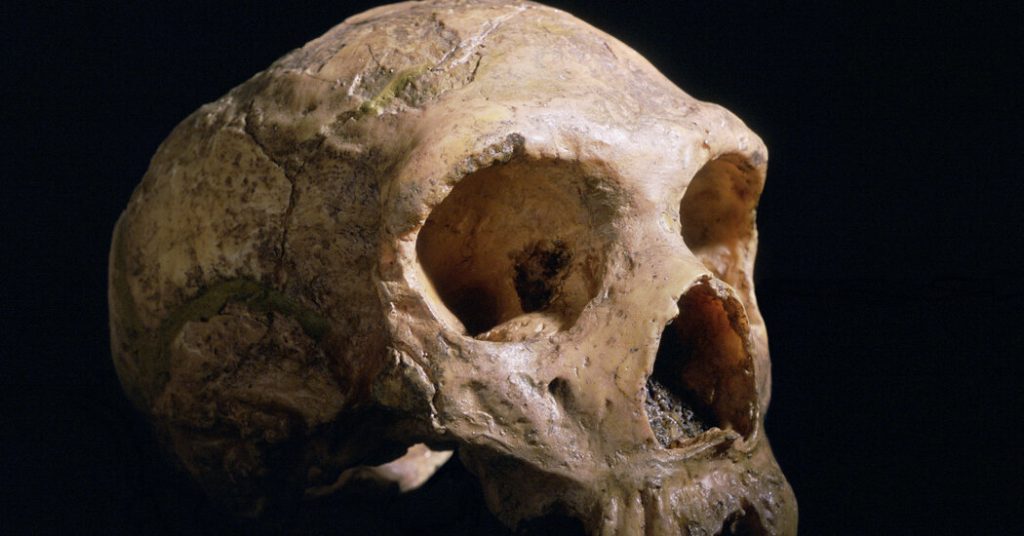 Co odróżnia twój mózg od neandertalczyka?