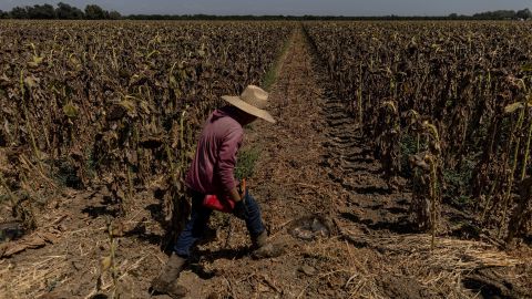 W sierpniu robotnik spaceruje po wyschniętym polu słoneczników w pobliżu Sacramento w Kalifornii.